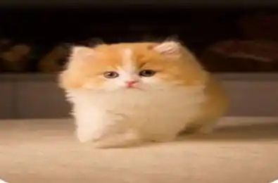 7 Monaco Court Toronto W05 Ontario M3N 1R7