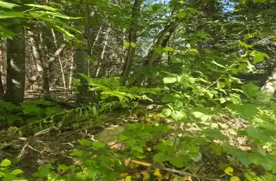 MacDuff Road Acres Highlands East Ontario K0L 3C0