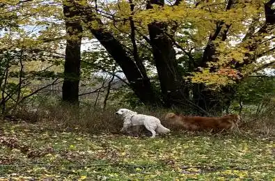 LOT Sapphire Drive South Glengarry Ontario K6H 7J1